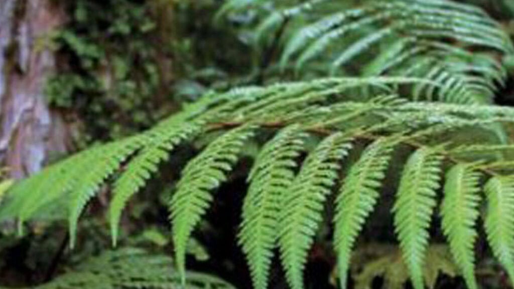 waikato river org plans in motion 1