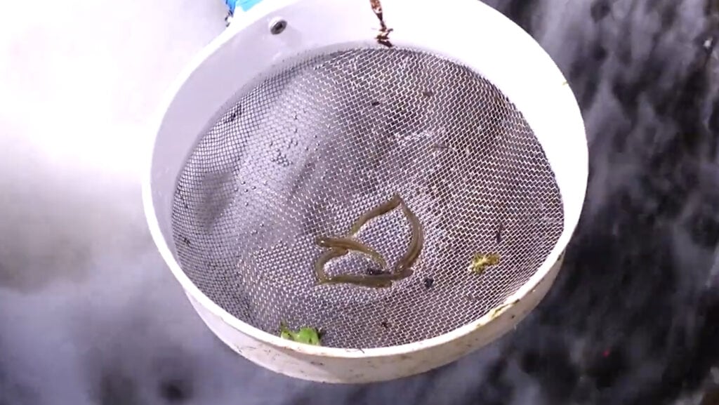 whitebait restoration