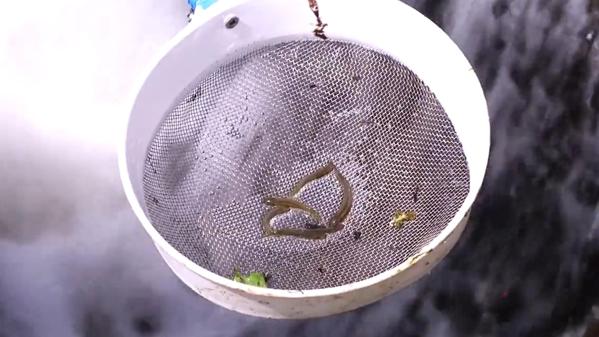 whitebait restoration