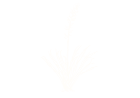 Flax FINAL white image
